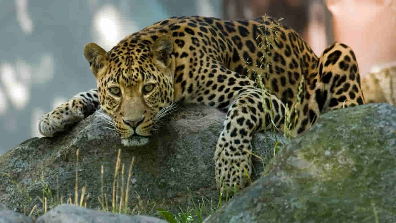 Leopard Skin Smuggling: చిరుతపులి చర్మం స్మగ్లింగ్కు యత్నం.. ఐదుగురిని అరెస్ట్ చేసిన అటవీ అధికారులు