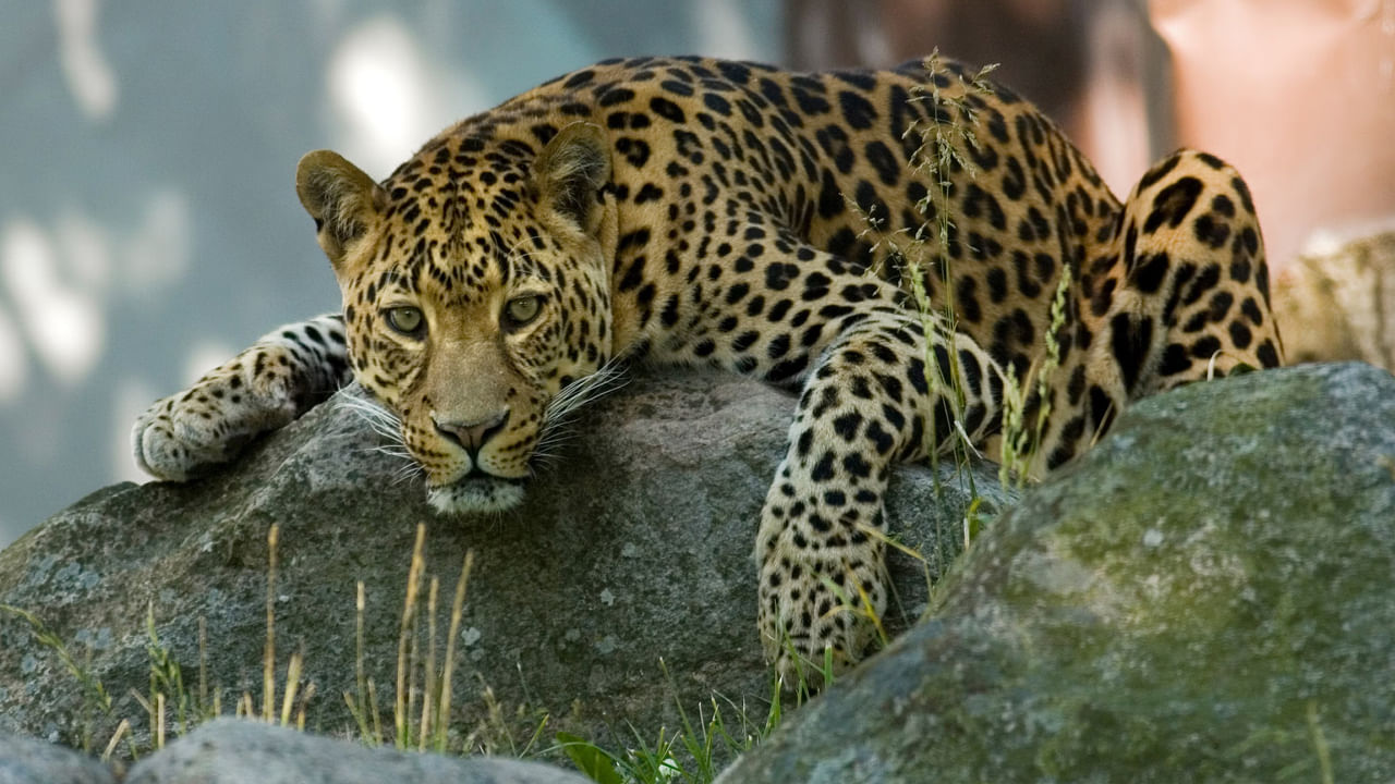 Leopard Skin Smuggling: చిరుతపులి చర్మం స్మగ్లింగ్కు యత్నం.. ఐదుగురిని అరెస్ట్ చేసిన అటవీ అధికారులు