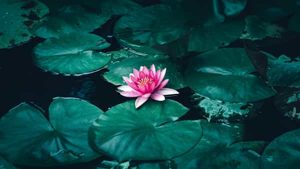 Lotus Cultivation: రూ. 25వేల పెట్టుబడి.. ఐదు నెలల్లో రూ. 2లక్షల ఆదాయం.. చాలా సింపుల్ ట్రై చేయండి..