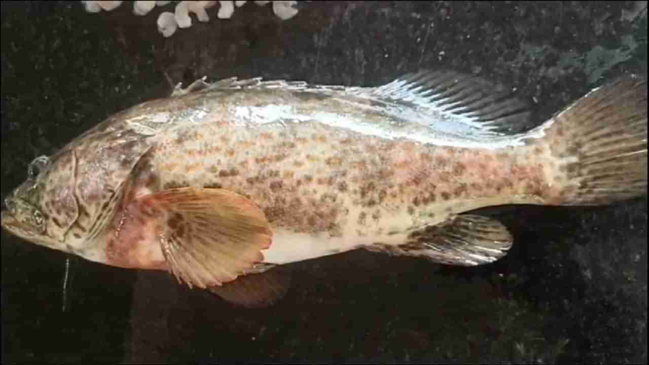 Meenam Fish: మత్స్యకారుల వలకు దొరికిన అరుదైన మీనం చేప.. ఎంత ధర పలికిందంటే