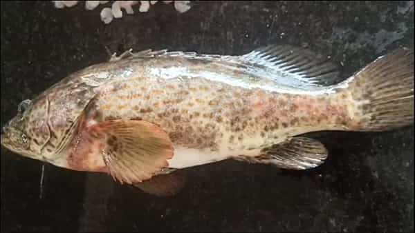 Meenam Fish: మత్స్యకారుల వలకు దొరికిన అరుదైన మీనం చేప.. ఎంత ధర పలికిందంటే