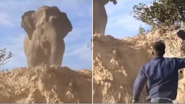 Viral Video: ఆకతాయిల బరితెగింపు.. ఏనుగును రెచ్చగొడుతూ ప్రాణాలతో చెలగాటం! వీడియో వైరల్