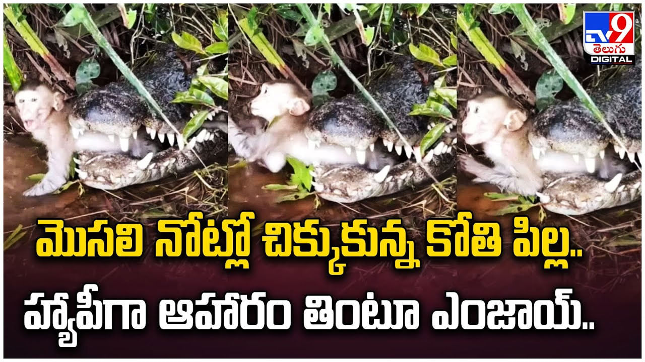 మొసలి నోట్లో చిక్కుకున్న కోతి పిల్ల.. హ్యాపీగా ఆహారం తింటూ ఎంజాయ్