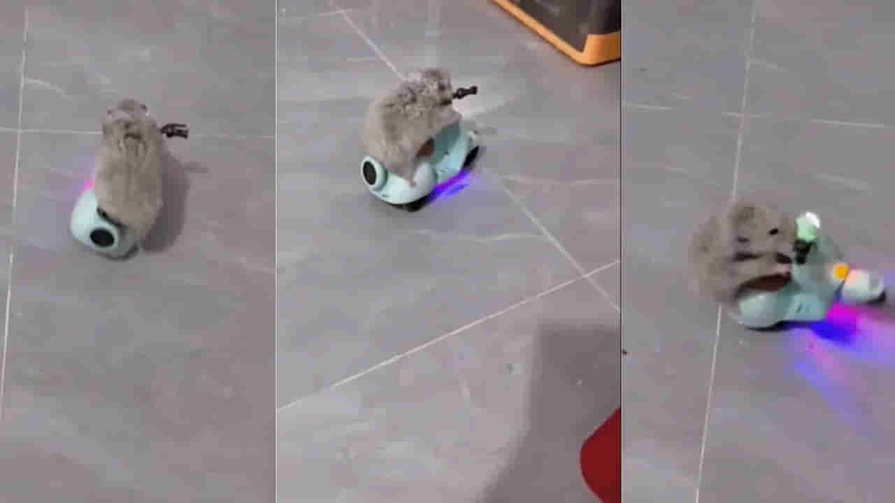 Viral Video: స్కూటర్‌పై ఎలుక అద్భుత విన్యాసాలు.. రండి బాబూ రండి.. ఎక్కడికైనా తీసుకెళ్తానంటున్న చూహా