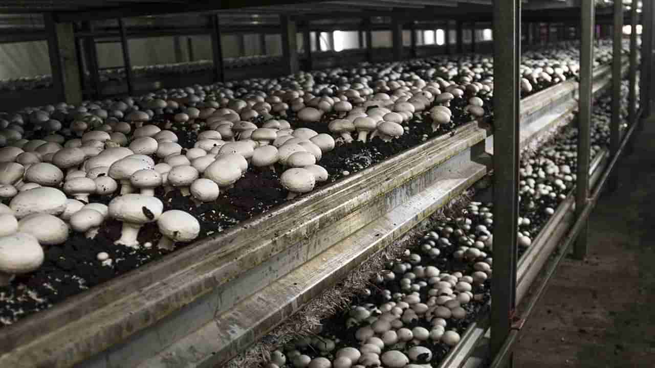 Mushroom Farming: ఏం ఐడియా గురూ.. పుట్టగొడుగుల పెంపకంతో నెలకు ఇరవై లక్షల ఆదాయం..!