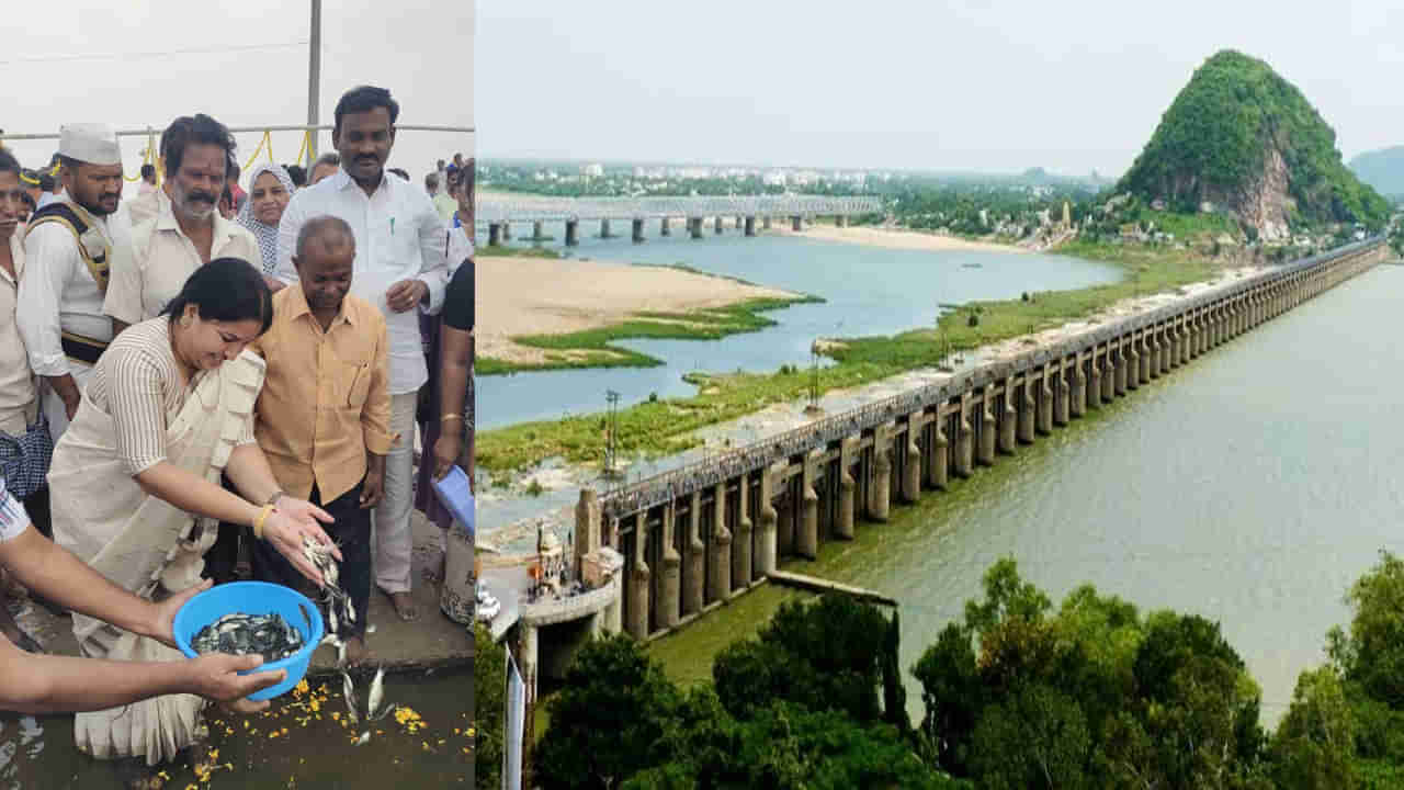 Prakasam Barrage: మత్స సంపద పెంచేందుకు.. ప్రకాశం బ్యారేజ్ రిజర్వాయర్‌లో 10 లక్షల చేప పిల్లల విడుదల