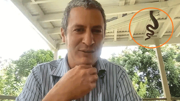 Viral Video: ఆన్లైన్ మీటింగ్లో ఉద్యోగి బిజీబిజీ.. వెనుక నుంచి కొండచిలువ హాజరు.. వీడియో వైరల్