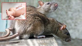 Singareni Elections: సింగరేణిలో ఎన్నికల కోలాహలం.. త్రిముఖ పోరులో నిలిచేదెవరు..? రంగంలోకి కీలక నేతలు..