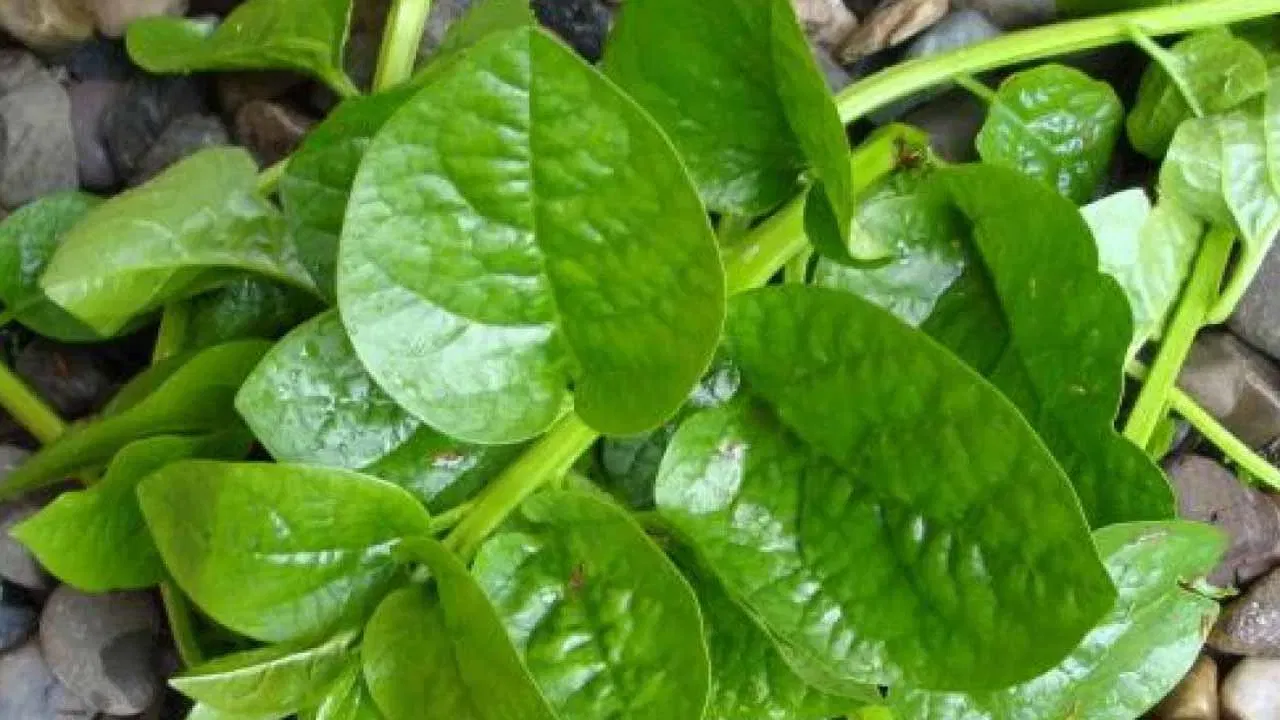 అలాగే బచ్చలి కూరలో కూడా చర్మాన్ని ఆరోగ్యంగా ఉంచే పోషకాలు మెండుగా ఉంటాయి. బచ్చలి కూర విటమిన్లు, పోషకాలు, ఖనిజాలకు పవర్ హౌస్ అని చెప్పొచ్చు. ఇవి చర్మ కణాలను రిపేర్ చేస్తాయి.