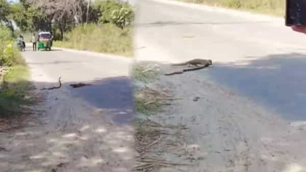 Watch Viral Video: పాముతో ముంగిస భీకర యుద్ధం.. ఎవరు గెలిచారో మీరే చూడండి..