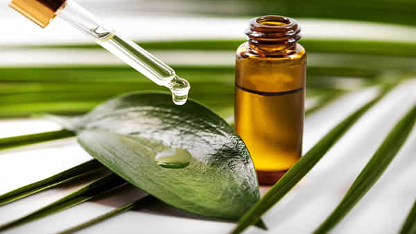 Tea Tree Oil for Dandruff: శీతాకాలంలో చుండ్రు సమస్య వేదిస్తోందా? ఈ నూనె రెండు చుక్కలు షాంపులో కలిపి..