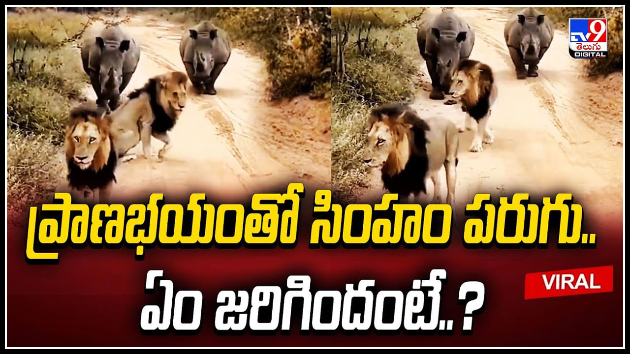 Lions Viral ప్రాణభయంతో సింహంలు పరుగులు.! వీడియో వైరల్.. ఏం జరిగిందంటే.? Telugu News The