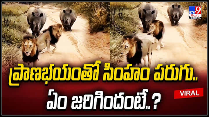 Lions Viral: ప్రాణభయంతో సింహంలు పరుగులు.! వీడియో వైరల్.. ఏం జరిగిందంటే.? Lions Viral: ప్రాణభయంతో సింహంలు పరుగులు.! వీడియో వైరల్.. ఏం జరిగిందంటే.?