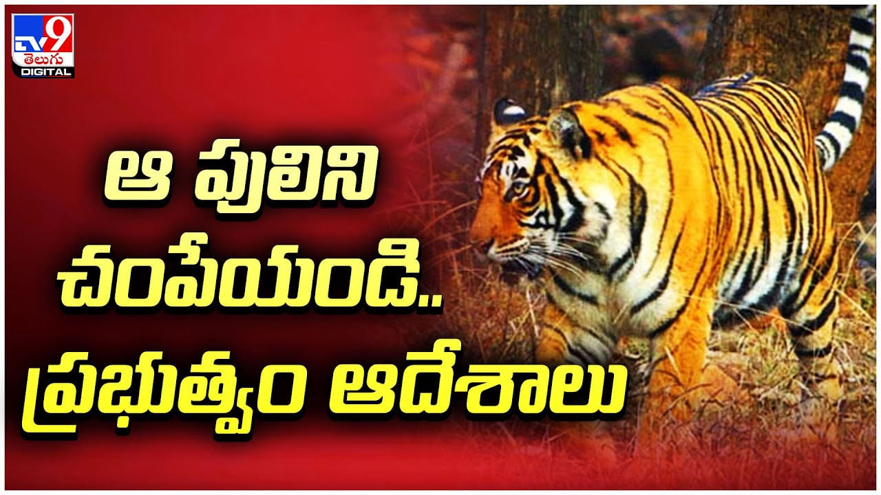 ఆ పులిని చంపేయండి.. ప్రభుత్వం ఆదేశాలు - Telugu News | Kerala ...