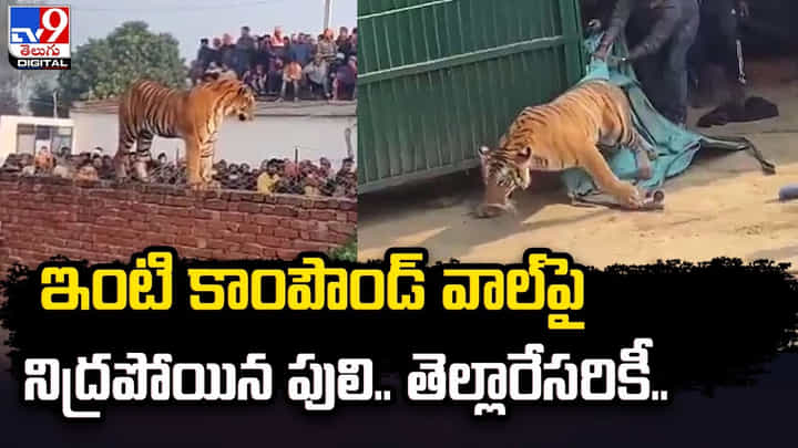 ఇంటి కాంపౌండ్ వాల్ పై నిద్రపోయిన పులి.. తెల్లారేసరికీ.. ఇంటి కాంపౌండ్ వాల్ పై నిద్రపోయిన పులి.. తెల్లారేసరికీ..