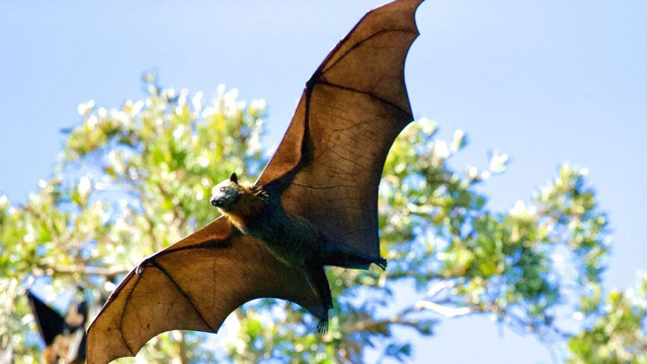 గబ్బిలం ఇంట్లోకి వస్తే ఏం జరుగుతుంది.? శాస్త్రం ఏం చెబుతోదంటే..