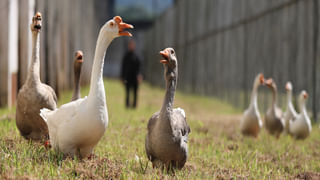 గబ్బిలం ఇంట్లోకి వస్తే ఏం జరుగుతుంది.? శాస్త్రం ఏం చెబుతోదంటే..