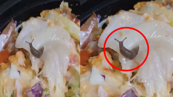 Viral Video: స్విగ్గీ నుంచి ఫుడ్ ఆర్డర్ చేసిన కస్టమర్కు షాక్.. ఆహారంపై చక్కర్లు కొడుతోన్న జలగ.. షాకింగ్ వీడియో వైరల్