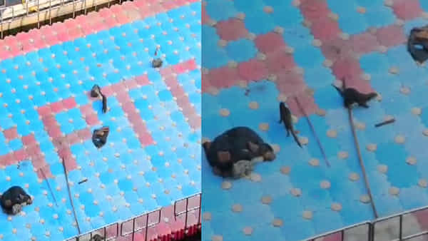 Srisailam: శ్రీశైలం పాతాళ గంగ ఏపీ టూరిజం జెట్టిపై నీటి కుక్కల సందడి.. సెల్ ఫోన్లకు పనిచెప్పిన యాత్రికులు