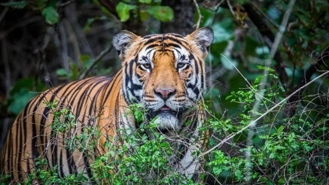 Wayanad Tiger Attack: యువ రైతుపై దాడి చేసిన పులిని చంపేందుకు అటవీ శాఖ ఉత్తర్వులు.. కానీ ఒక్క షరతు