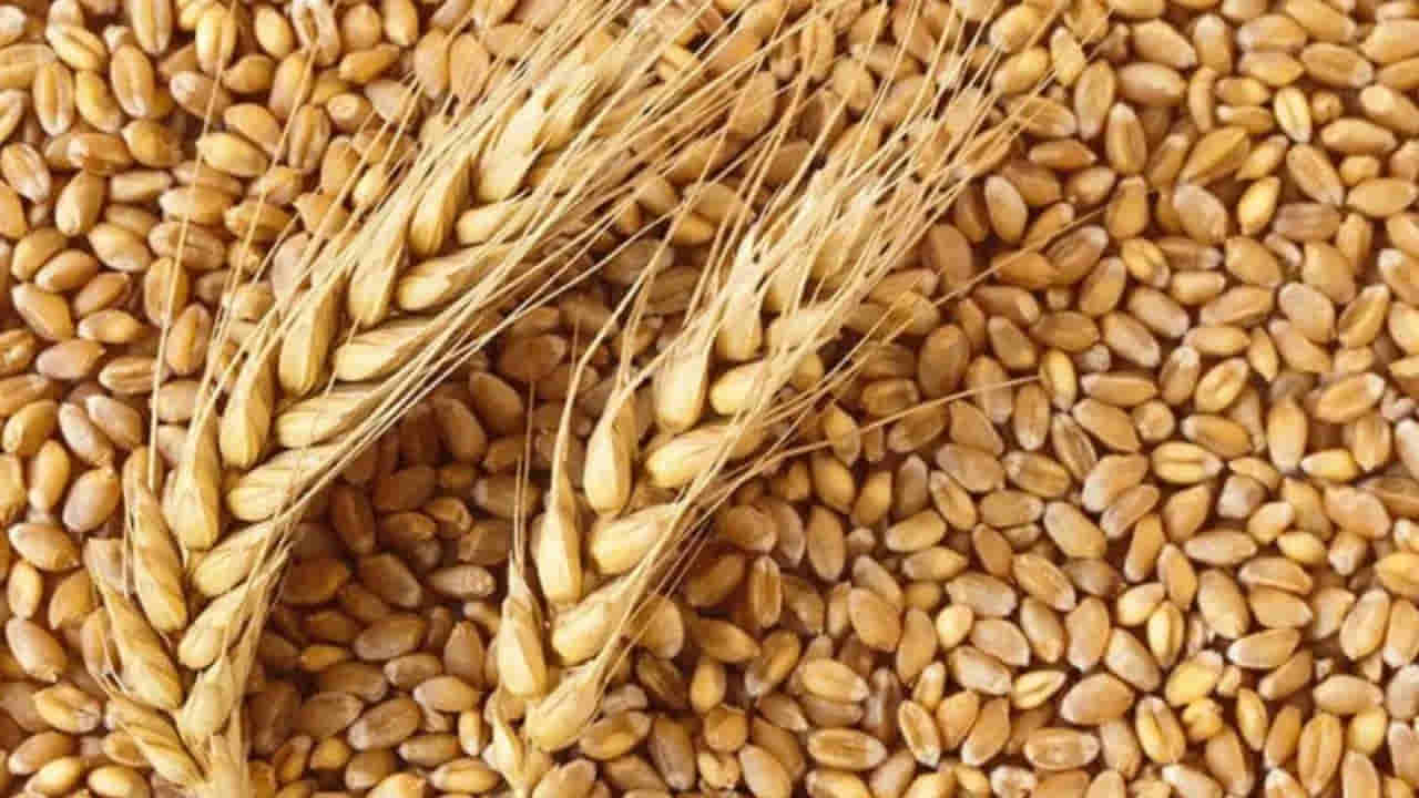 Wheat Supply: మార్కెట్‌లో గోధుమల ధరలను నియంత్రించేందుకు కేంద్రం చర్యలు