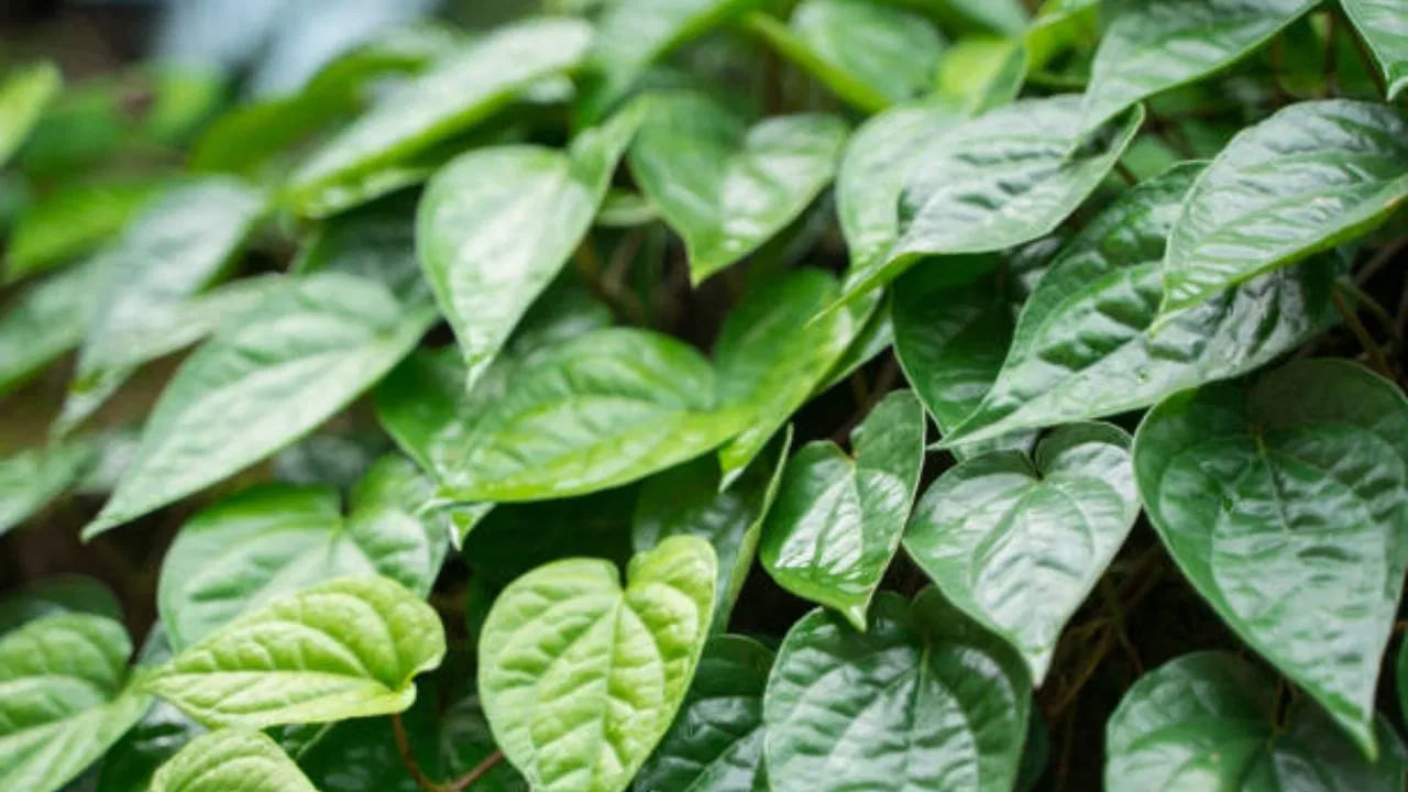 ఫేస్ప్యాక్ సిద్ధంగా ఉంది. ముఖంపై ఉన్న నల్ల మచ్చలను తొలగించేందుకు ఈ రెమెడీ చాలా బాగా పనిచేస్తుంది. నల్ల మచ్చలు కూడా అదృశ్యమవుతాయి. ఈ చిట్కాను నెలరోజుల పాటు రోజూ చేయండి. ఈ పేస్ట్ ముఖంపై అప్లై చేసి ఆరిపోయే వరకు వేచి ఉండండి. ఎండిపోయిన తర్వాత తడి గుడ్డతో తుడవండి