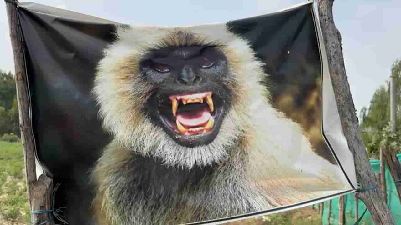 Telangana: బాబోయ్ కోతులు.. పంట పొలాలు కాపాడుకునేందుకు ఈ రైతు ఏం చేశాడో చూడండి! వీడియో