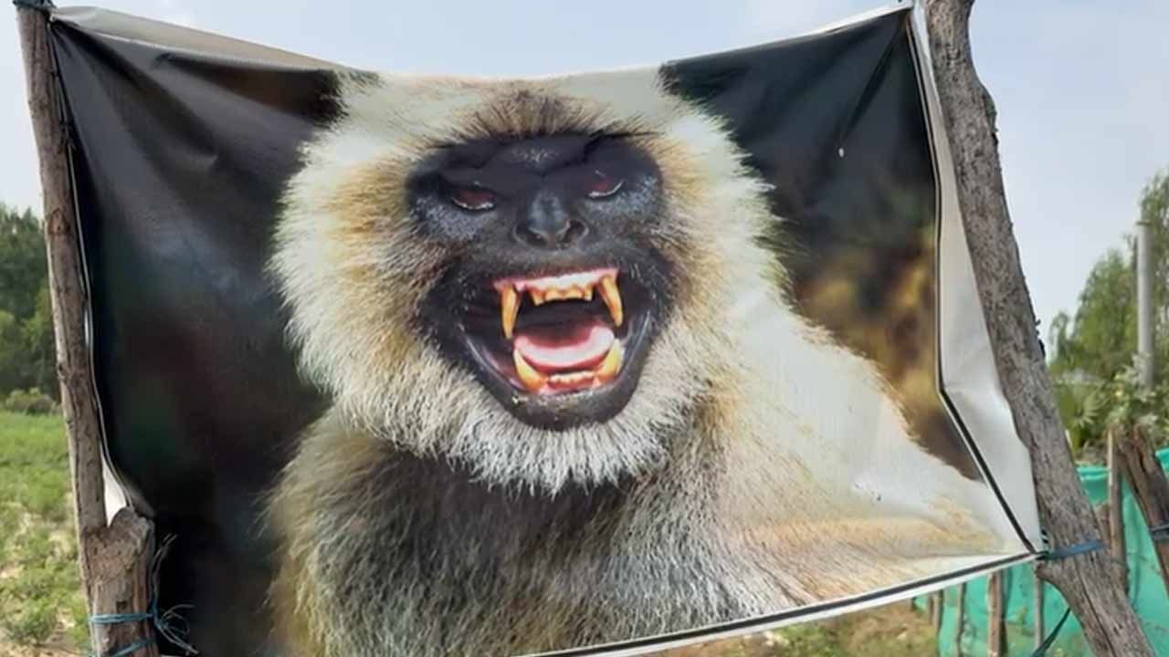 Telangana: బాబోయ్ కోతులు.. పంట పొలాలు కాపాడుకునేందుకు ఈ రైతు ఏం చేశాడో చూడండి! వీడియో