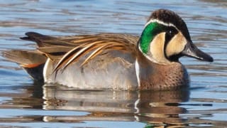 Watch Video: వార్నీ ఇదేం స్టైల్‌రా సామీ.. స్విమ్మింగ్‌ పూల్‌ లాంటి సెలూన్‌లో  కస్టమర్లకు కట్టింగ్‌.. వీడియో చూస్తే అవాక్కే..!