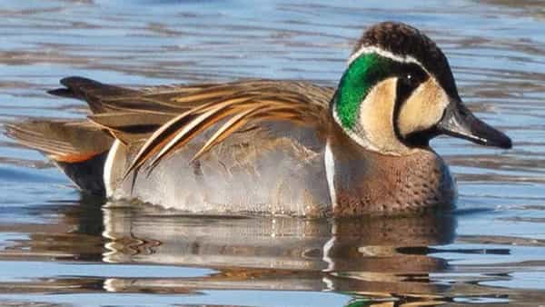 Baikal Teal Duck: 109 ఏళ్ల తర్వాత కనిపించిన అరుదైన బాతు.. ఎక్కడో తెలుసా..?