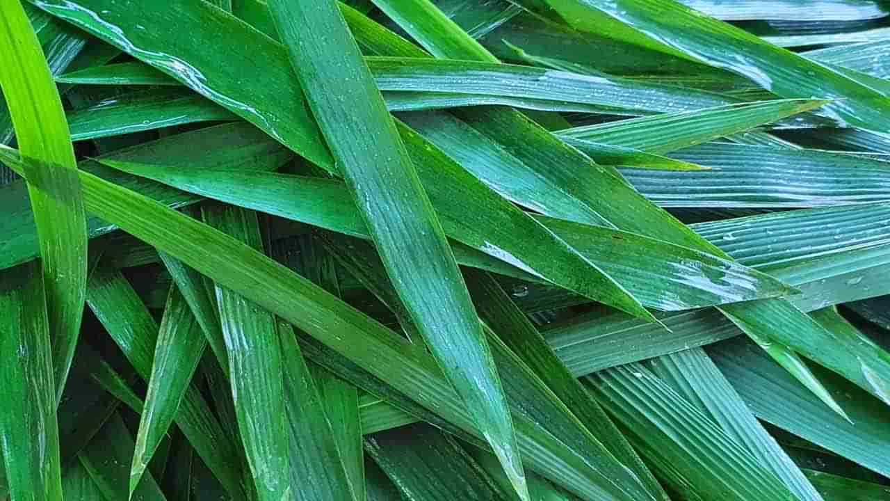 Bamboo Leaves Health Benefits: ఈ ఆకులు మధుమేహంతో సహా శ్వాసకోశ సమస్యలకు దివ్యౌషధం.. ఎలా ఉపయోగించాలో తెలుసా..?