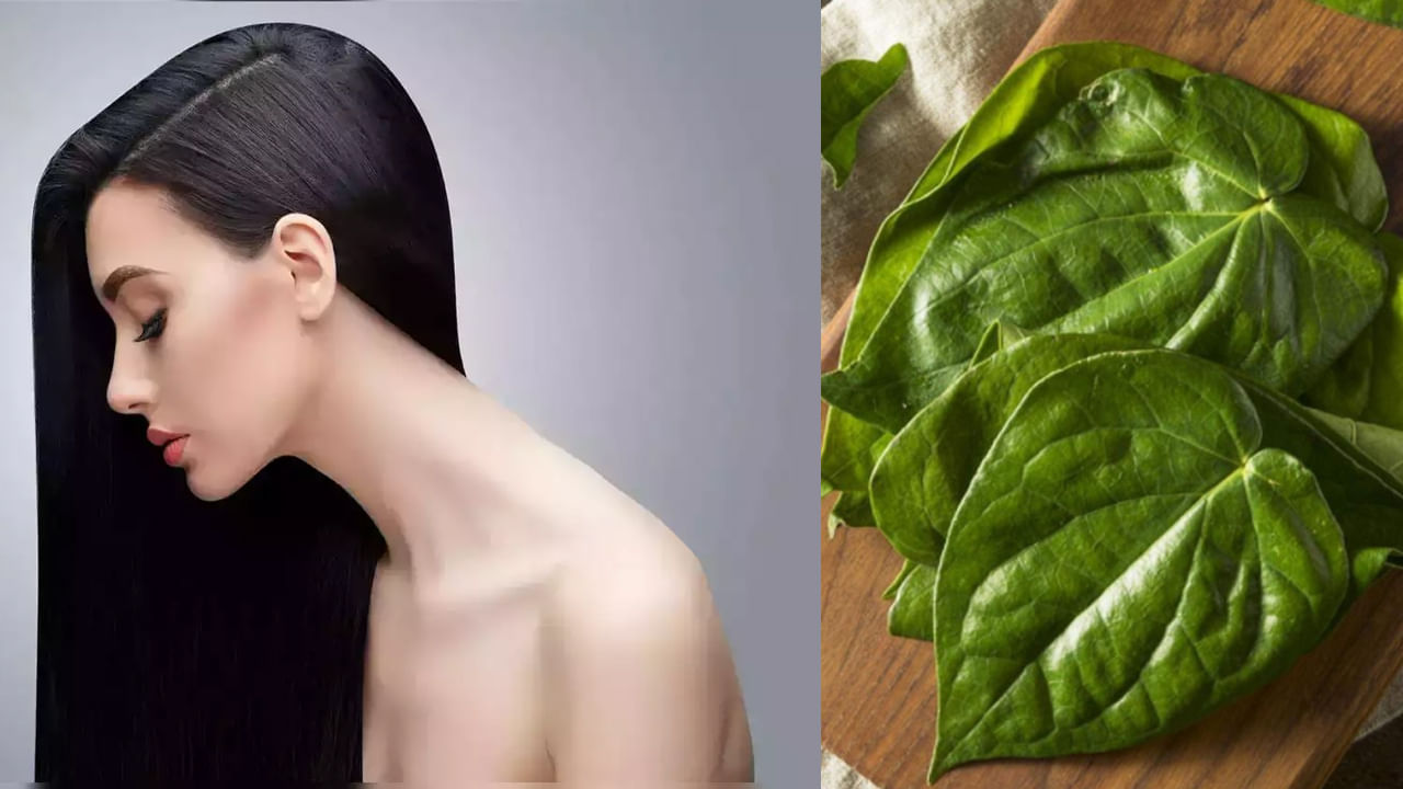 తమలపాకులోని విటమిన్ సి జుట్టు పెరుగుదలకు సహాయపడటంతోపాటు జుట్టు రాలడాన్ని తగ్గిస్తుంది. దీనిలో ఉండే యాంటీ బాక్టీరియల్ గుణాలు.. స్కాల్ప్ను ఆరోగ్యంగా ఉంచి ఇన్ఫెక్షన్ల నుంచి రక్షణనిస్తుంది. చుండ్రు సమస్యను చెక్పెట్టి జుట్టు కండీషనర్లా పనిచేస్తుంది. జుట్టు ఒత్తుగా, పొడవుగా పెరిగేలా చేస్తుంది.