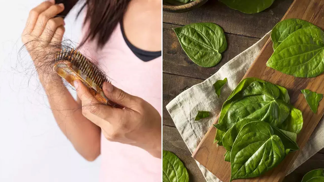 తమలపాకులో పొటాషియం, నికోటినిక్ యాసిడ్, విటమిన్ A, విటమిన్ సి, విటమిన్ B2, విటమిన్ B1 వంటి పోషకాలు శరీర ఆరోగ్యానికే కాకుండా జుట్టు సంరక్షణకు సహాయపడతాయని నిపుణులు చెబుతున్నారు. తమలపాకులోని యాంటీమైక్రోబయాల్, యాంటీ బాక్టీరియల్, యాంటీ ఇన్ఫ్లమేటరీ లక్షణాలు జుట్టు ఊడిపోవటాన్ని నిరోధిస్తాయి. అందుకు కారణమయ్యే బ్యాక్టీరియాను నిరోధిస్తాయి.