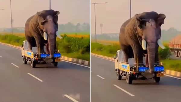 అయ్య బాబోయ్.. బుల్లి ట్రక్కుపై భారీ ఏనుగు స్వారీ.. పైగా ఎంత స్పీడ్గా వెళ్తుందో..! వీడియో చూస్తే అవాక్కే..