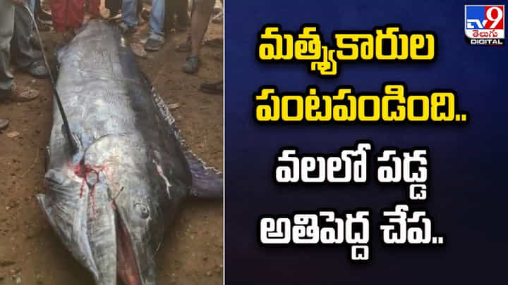 మత్స్యకారుల పంటపండింది.. వలలో పడ్డ అతిపెద్ద చేప.. మత్స్యకారుల పంటపండింది.. వలలో పడ్డ అతిపెద్ద చేప..