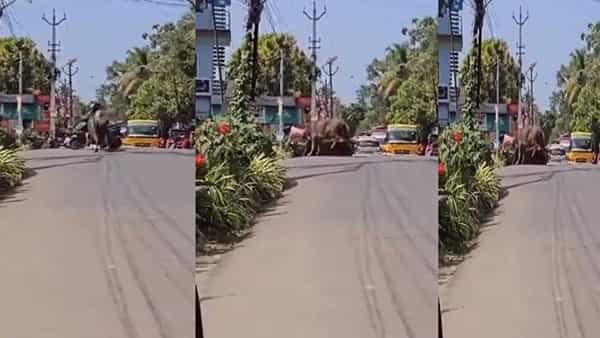 Viral Video Of Buffalo: వీధికుక్కలే కాదు.. ఇప్పుడు పశువులు కూడా రెచ్చిపోతున్నాయి.. బైకర్పై బర్రె దాడి..