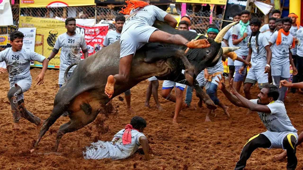 Tamil Nadu Jallikattu: తమిళనాట జల్లికట్టు క్రీడలో అపశృతి.. ఇద్దరు మృతి, 70 మందికి గాయాలు