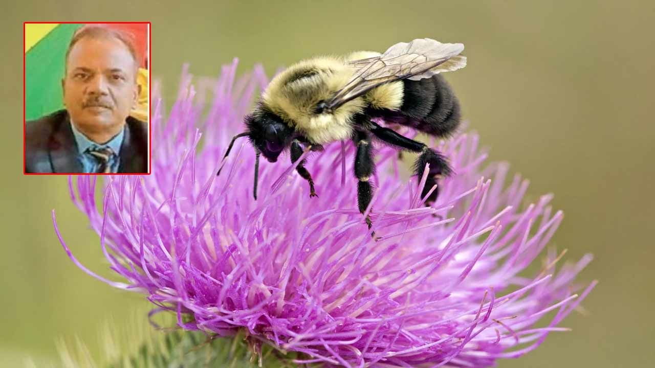 Bumble Bee Bite: మాయదారి కందిరీగ.. సెలవుల్లో ఇంటికి వెళ్లిన ఎయిర్ ఫోర్స్ అధికారి మృతి!