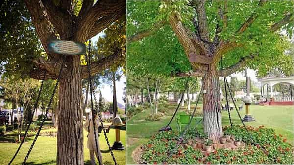 Chained Tree in Peshawar: 125 యేళ్లుగా ఇనుప సంకెళ్లలోనే.. బందీగా ఆ మర్రిచెట్టు.. ! ఇంతకీ ఏ నేరం చేసిందంటే..