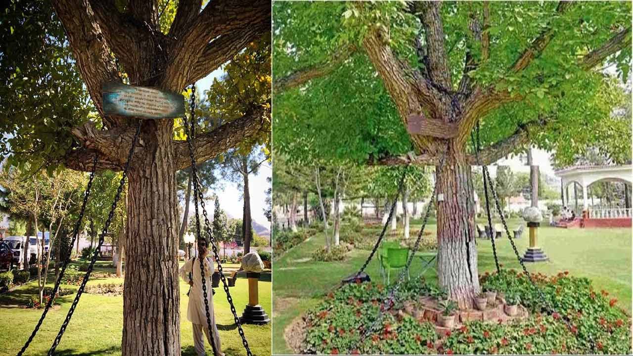 Chained Tree in Peshawar: 125 యేళ్లుగా ఇనుప సంకెళ్లలోనే.. బందీగా ఆ మర్రిచెట్టు.. ! ఇంతకీ ఏ నేరం చేసిందంటే..