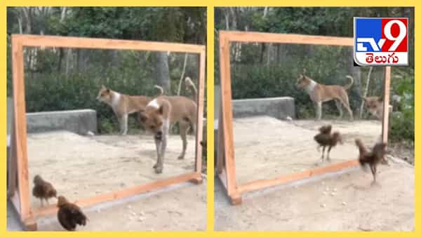 Viral Video: పాపం.. అద్దంలో తన ప్రతిబింబాన్ని చూసిన కోడి, కుక్క రియాక్షన్ చూడాలి.. పొట్ట చెక్కలే..!