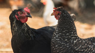 Chicken Price: చికెన్ ప్రియులకు కిర్రాక్ న్యూస్.. సగానికి సగం తగ్గిన రేట్లు