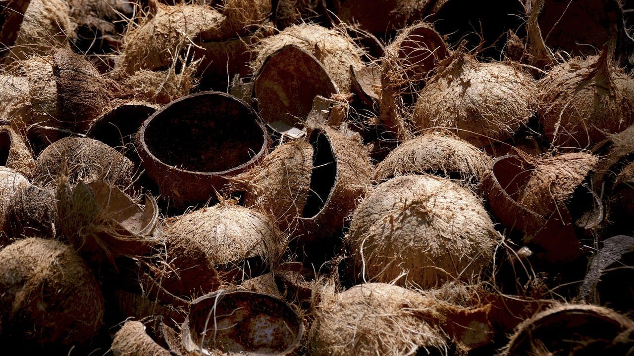 Coconut Shell Benefits: కొబ్బరి చిప్పల బెనిఫిట్స్ గురించి తెలిస్తే ...