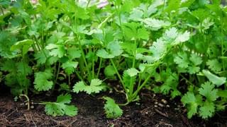 Kitchen Tips: వంట గదిలో ప్రమాదాలకు దూరంగా ఉండాలంటే.. ఈ చిట్కాలు తప్పక పాటించండి..