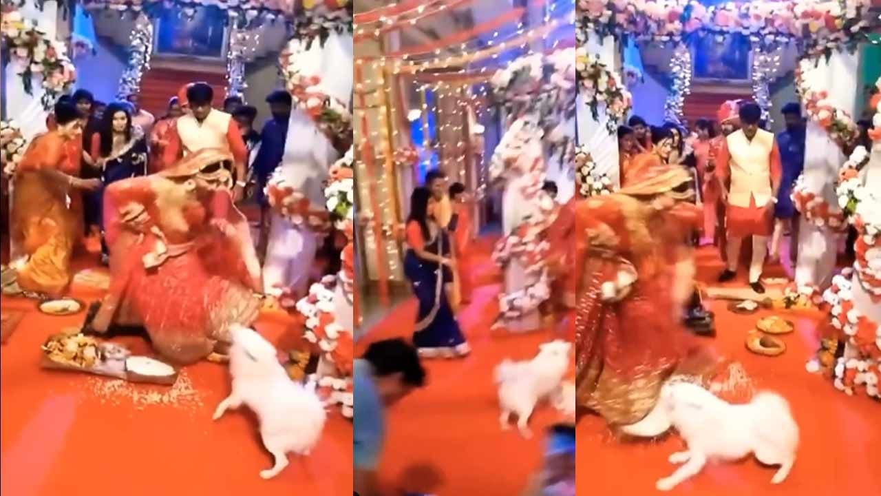 Wedding Viral Video: పెంపుడు కుక్క బీభత్సం.. పెళ్లి మండపంలోనే వధువు వెంటపడి మరీ..