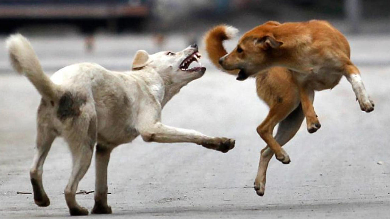 Hyderabad: భారీగా పెరుగుతోన్న కుక్కల దాడులు.. ఒక్క డిసెంబర్ నెలలోనే ఏకంగా..