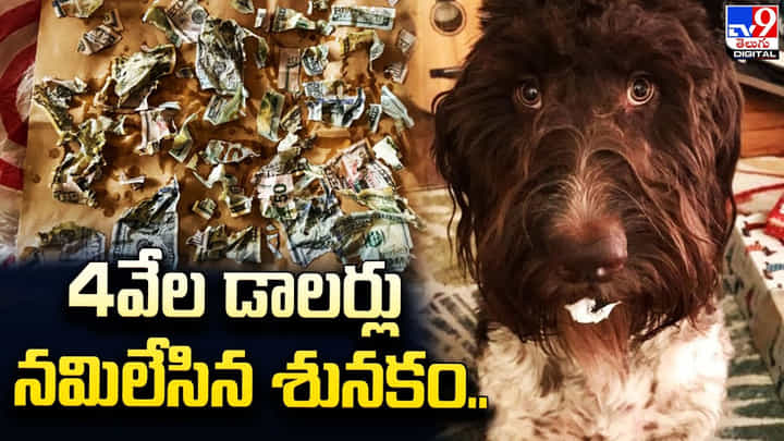 4వేల డాలర్లు నమిలేసిన శునకం.. 4వేల డాలర్లు నమిలేసిన శునకం..
