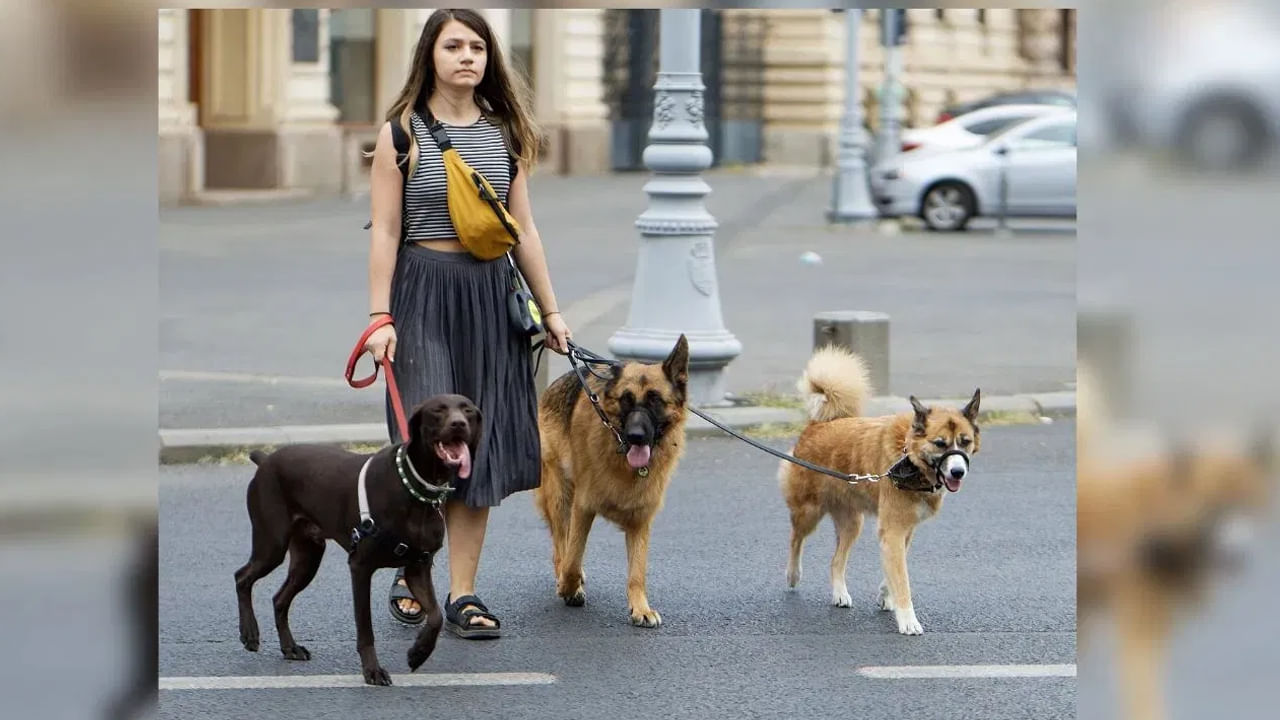 Dog Walker: పెంపుడు కుక్కలను వాకింగ్‌కు తీసుకెళ్లే జాబ్..! 3నెలల్లోనే రూ.50లక్షలు దాటిన టర్నోవర్‌..