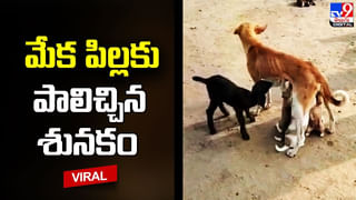 Watch Video: వార్నీ.. ఇదెక్కడి విడ్డూరం.. డబ్బులిచ్చి మరీ చెంపలు వాయించుకుంటున్న కస్టమర్లు..!