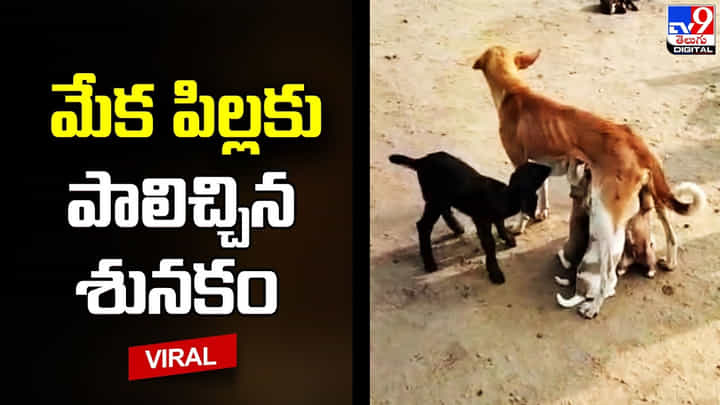 జాతి వైరాన్ని మరిచి.. మాతృత్వాన్ని పంచిన శునకం జాతి వైరాన్ని మరిచి.. మాతృత్వాన్ని పంచిన శునకం